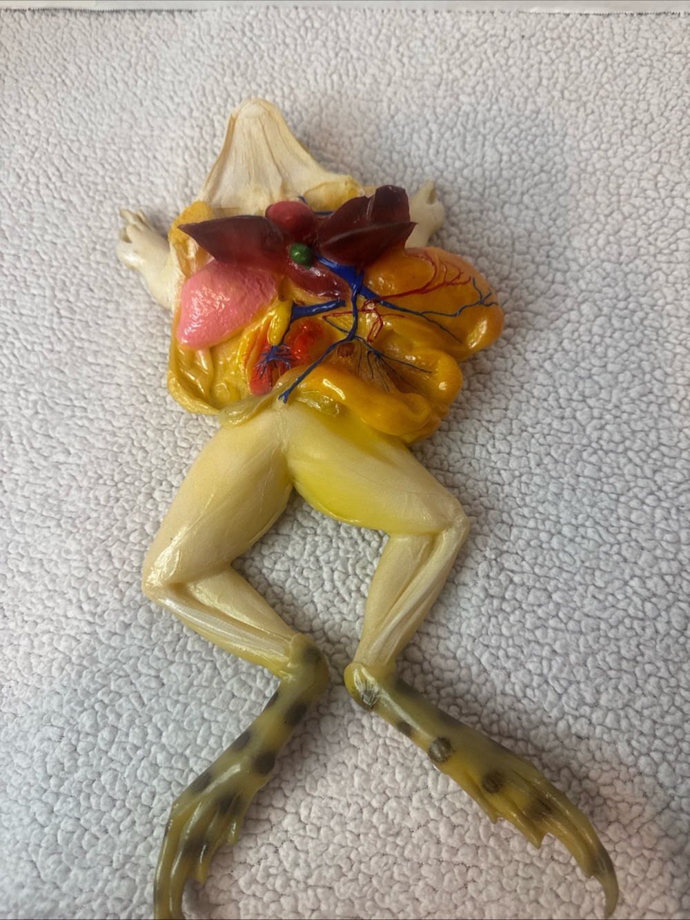Vtg Large 3D Frog Dissection Anatomical Biology Animal Model Bobbit Lab Science